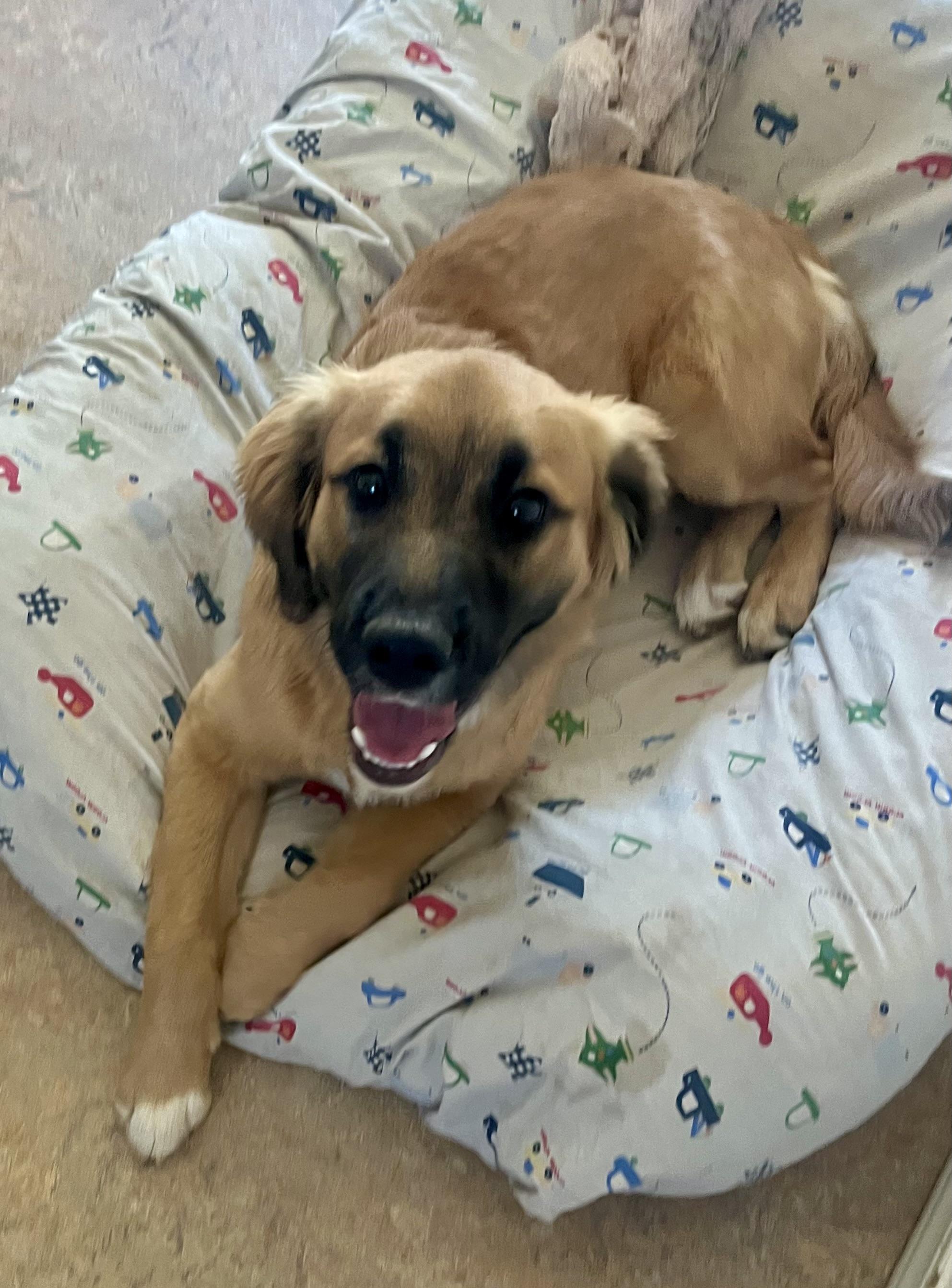 Daisy, an adopted mixed breed in Lancaster, CA image 2/6