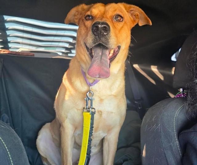 Enlarge COOKIES*, a Adoptable mixed breed in Tucson, AZ image 1/1