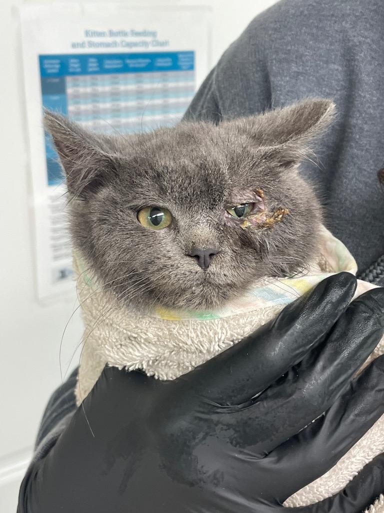 laffy-taffy, Adoptable, Kitten Female Domestic Short Hair.