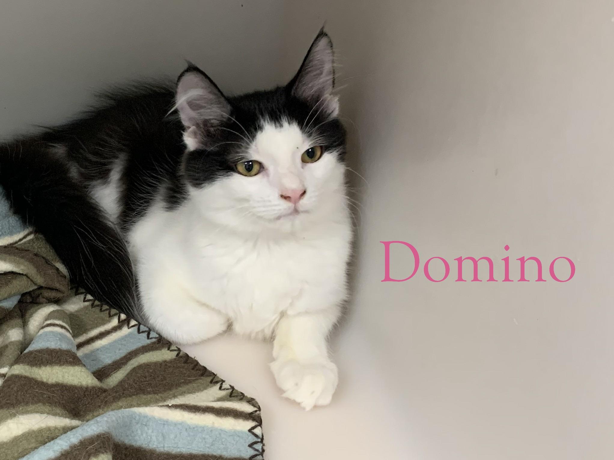 Domino, ADOPTABLE, Young Male Domestic Medium Hair & Tuxedo.