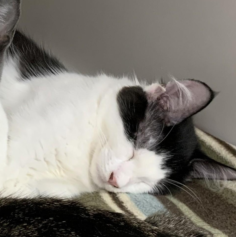 Enlarge Domino, a ADOPTABLE mixed breed in Hollister, CA image 3/4