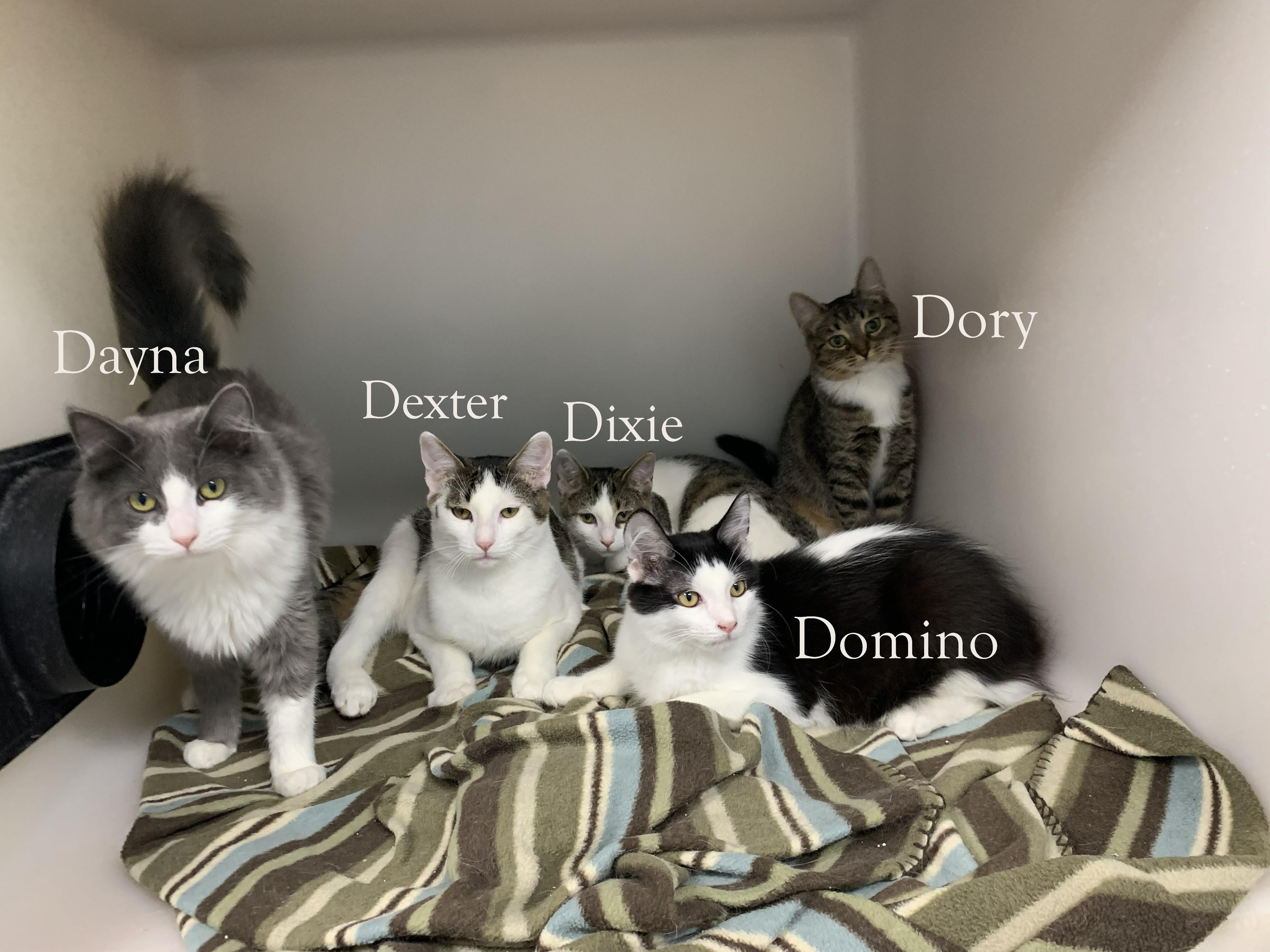 Enlarge Domino, a ADOPTABLE mixed breed in Hollister, CA image 2/4