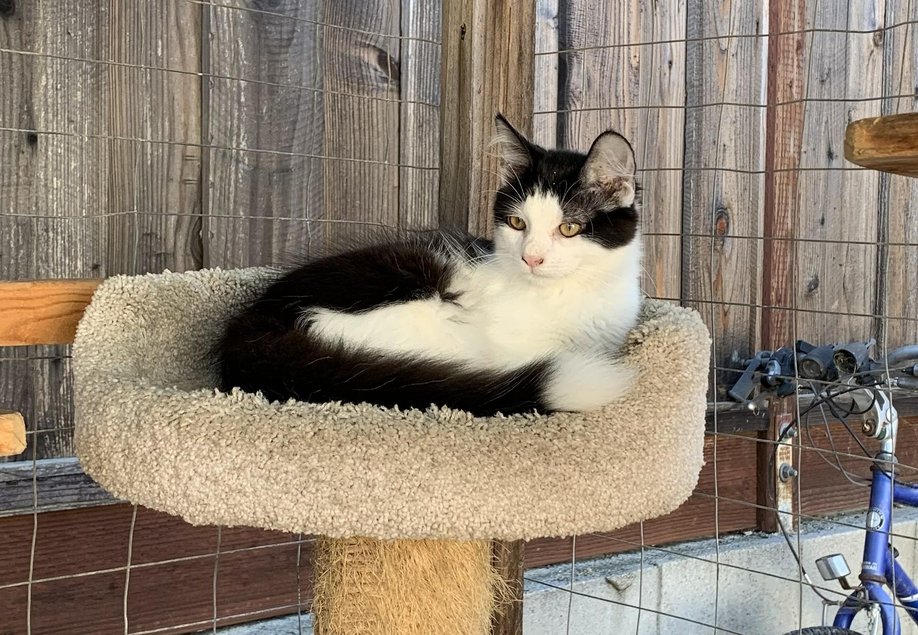 Enlarge Domino, a ADOPTABLE mixed breed in Hollister, CA image 4/4