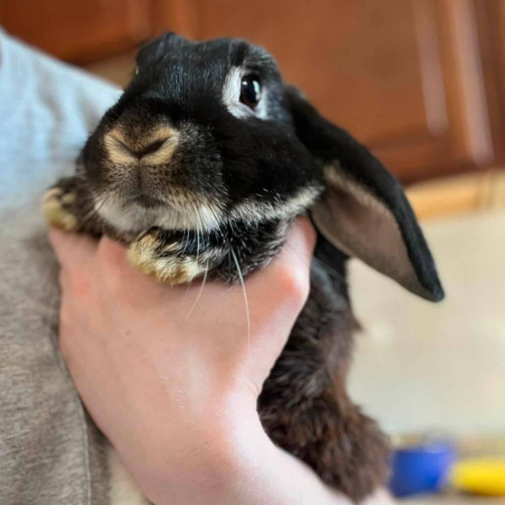 Eeyore, Adoptable, Young Male Lop Eared.