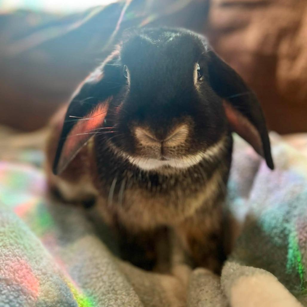 Enlarge Eeyore, a Adoptable Lop Eared in Richmond, KY image 2/5