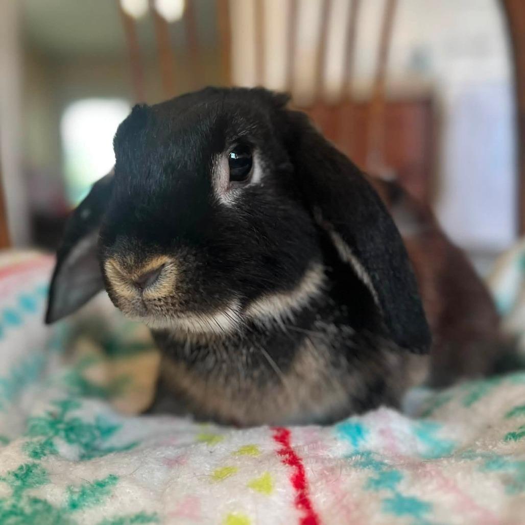 Enlarge Eeyore, a Adoptable Lop Eared in Richmond, KY image 3/5