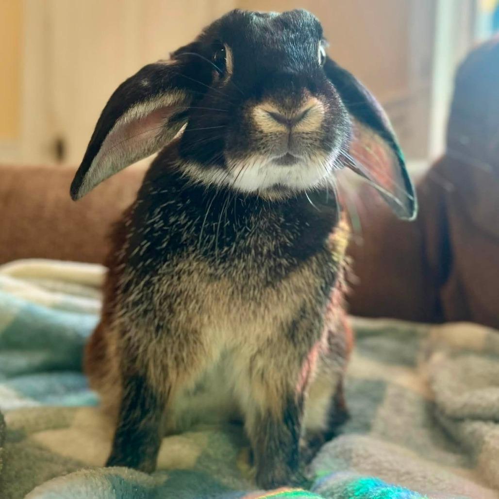 Enlarge Eeyore, a Adoptable Lop Eared in Richmond, KY image 4/5