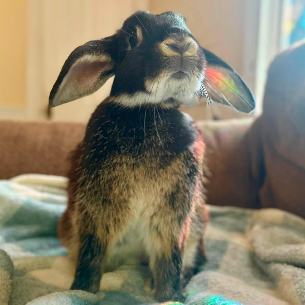 Enlarge Eeyore, a Adoptable Lop Eared in Richmond, KY image 5/5