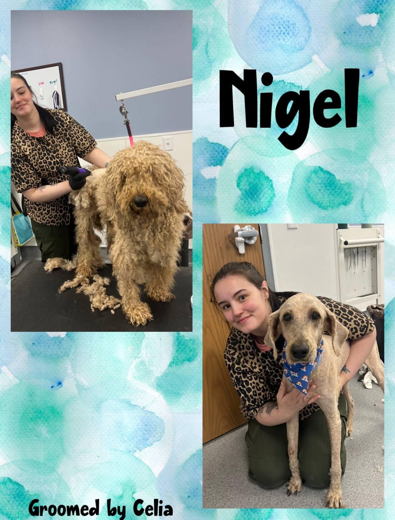 Nigel photo 5