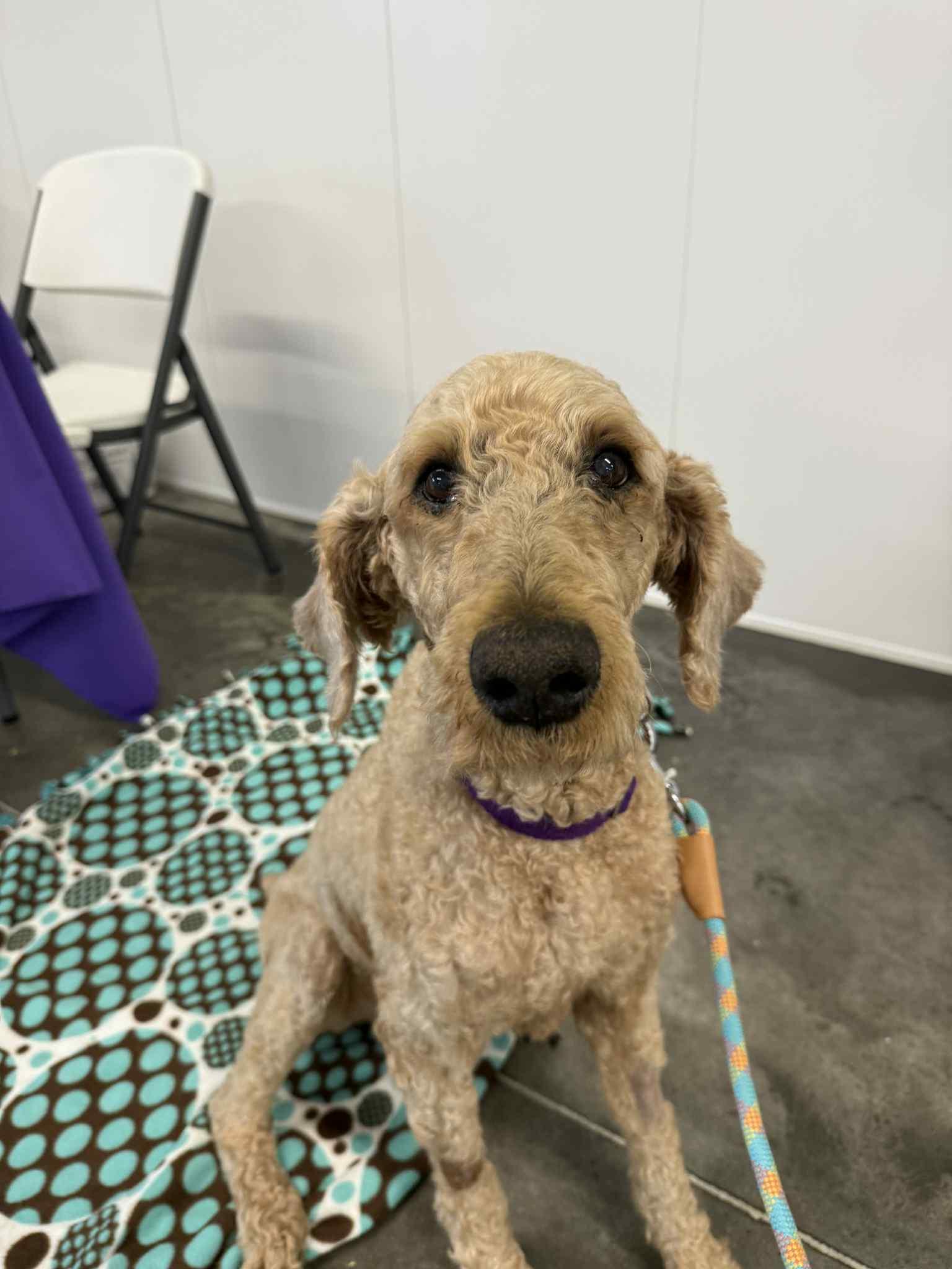 Nigel, Adult Male Poodle