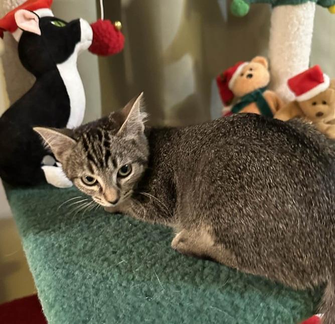 Enlarge Heather, a ADOPTABLE Tonkinese in Waxahachie, TX image 4/5