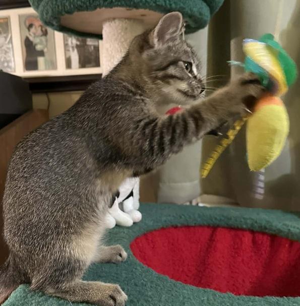 Enlarge Heather, a ADOPTABLE Tonkinese in Waxahachie, TX image 5/5