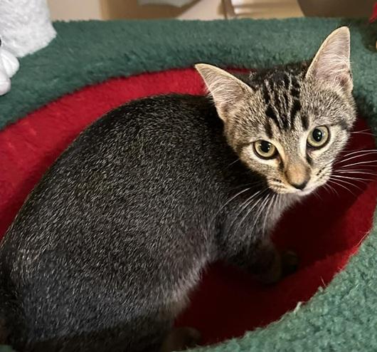 Heather, ADOPTABLE, Kitten Female Tonkinese.