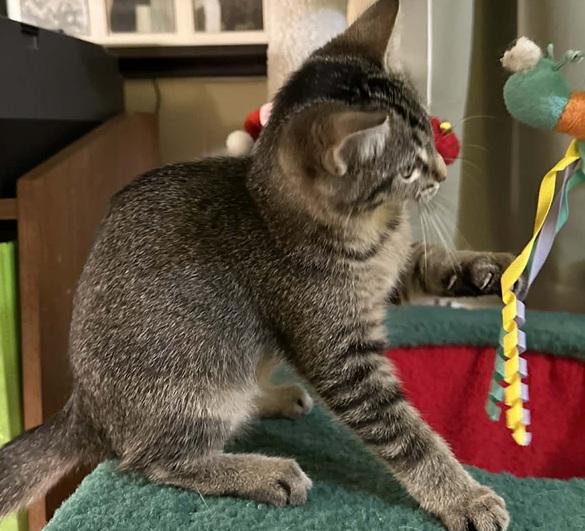 Enlarge Heather, a ADOPTABLE Tonkinese in Waxahachie, TX image 2/5