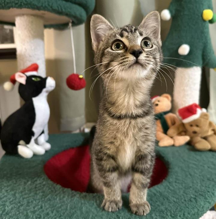 Enlarge Heather, a ADOPTABLE Tonkinese in Waxahachie, TX image 3/5