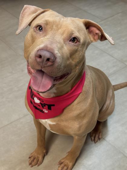 Pippa — thumbnail 2