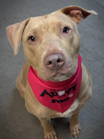 Pippa — thumbnail 3