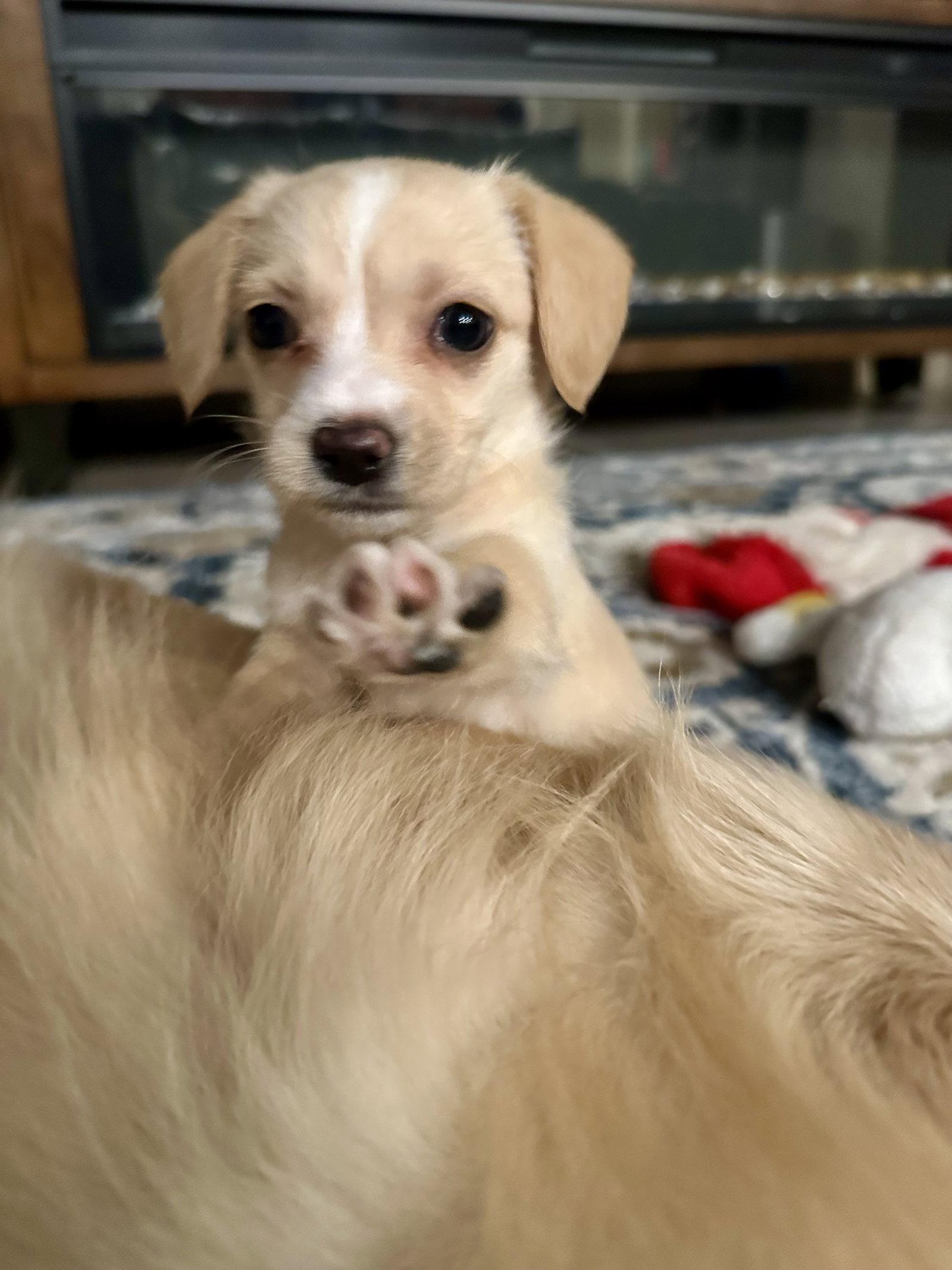 Polly, Adoptable, Puppy Female Yorkshire Terrier & Chihuahua.