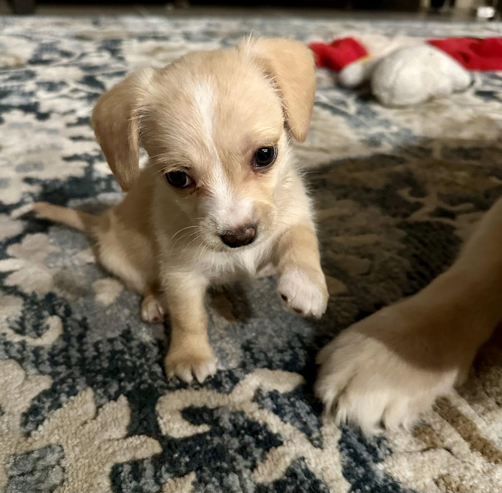 Enlarge Polly, a Adoptable mixed breed in Valrico, FL image 2/3