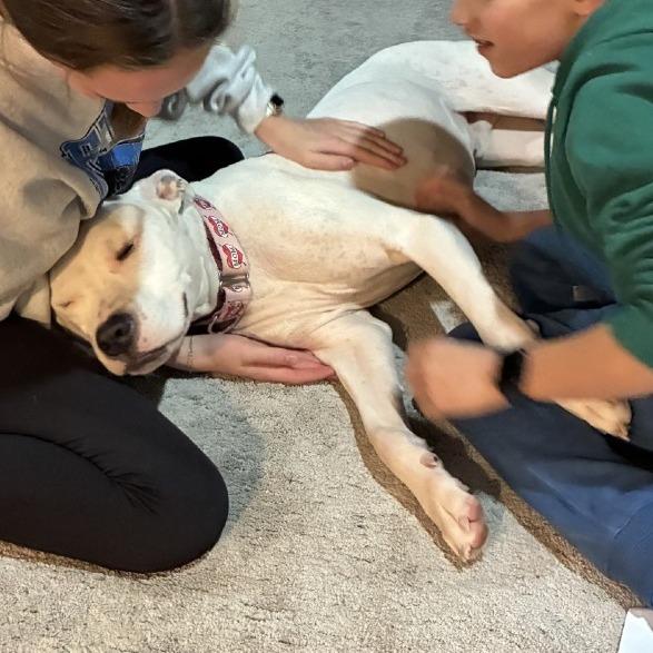 Enlarge Xander - Foster, a Adoptable Mixed Breed in Grand Rapids, MI image 1/6