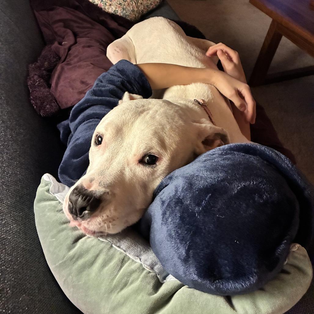 Enlarge Xander - Foster, a Adoptable Mixed Breed in Grand Rapids, MI image 2/6