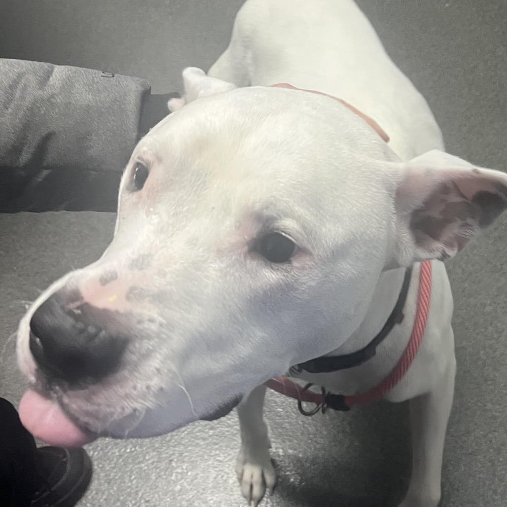 Enlarge Xander - Foster, a Adoptable Mixed Breed in Grand Rapids, MI image 3/6