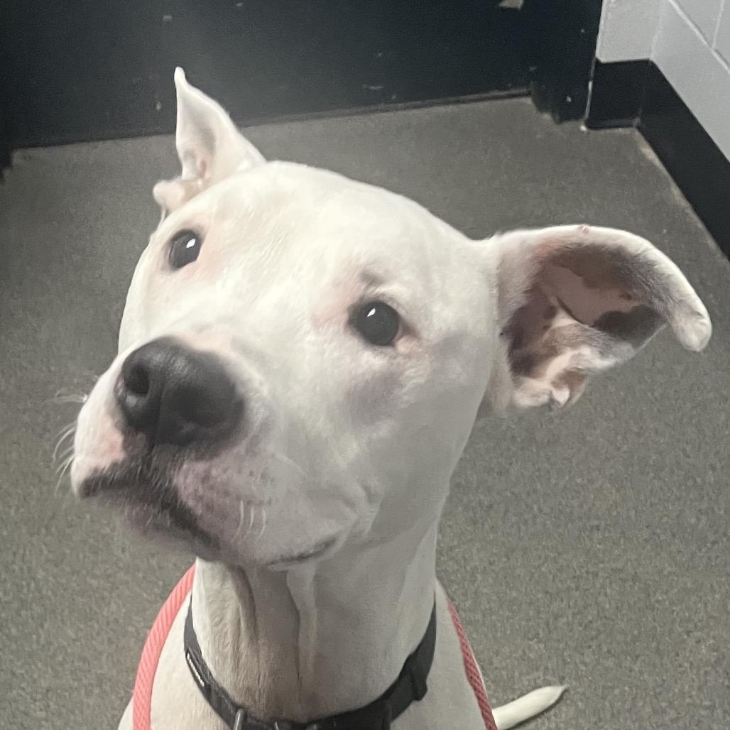 Enlarge Xander - Foster, a Adoptable Mixed Breed in Grand Rapids, MI image 4/6