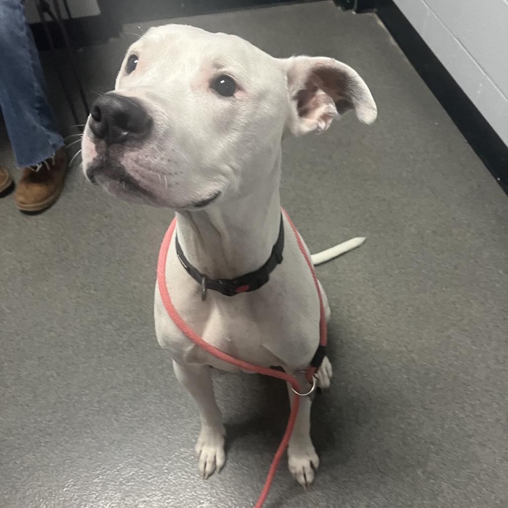 Enlarge Xander - Foster, a Adoptable Mixed Breed in Grand Rapids, MI image 5/6