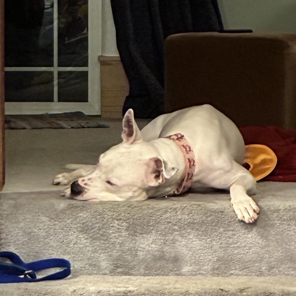 Enlarge Xander - Foster, a Adoptable Mixed Breed in Grand Rapids, MI image 6/6