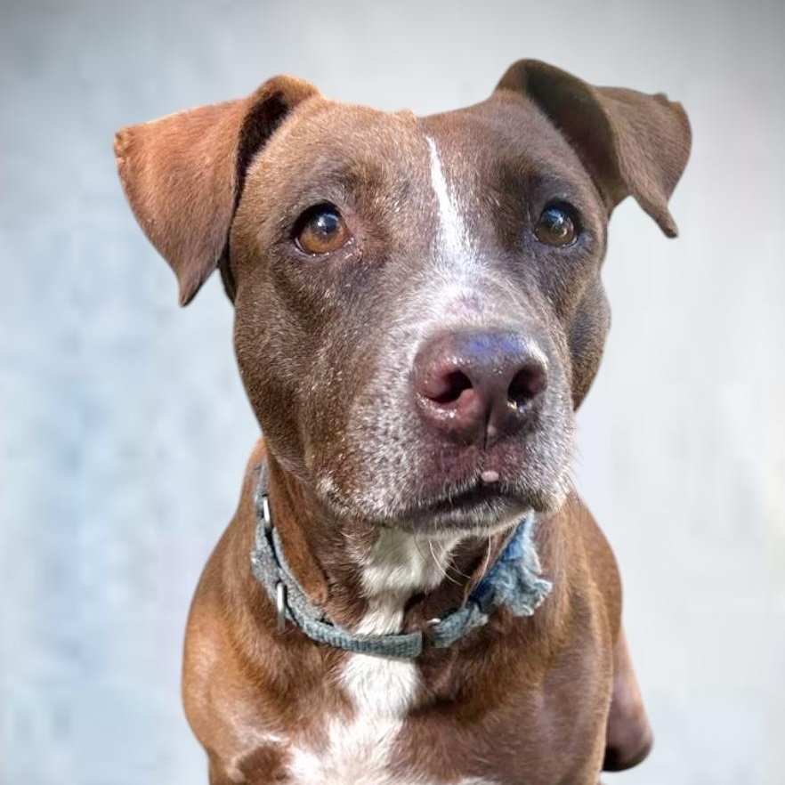 Enlarge Chance, an adoptable mixed breed in RIDGEFIELD, CT image 4/4