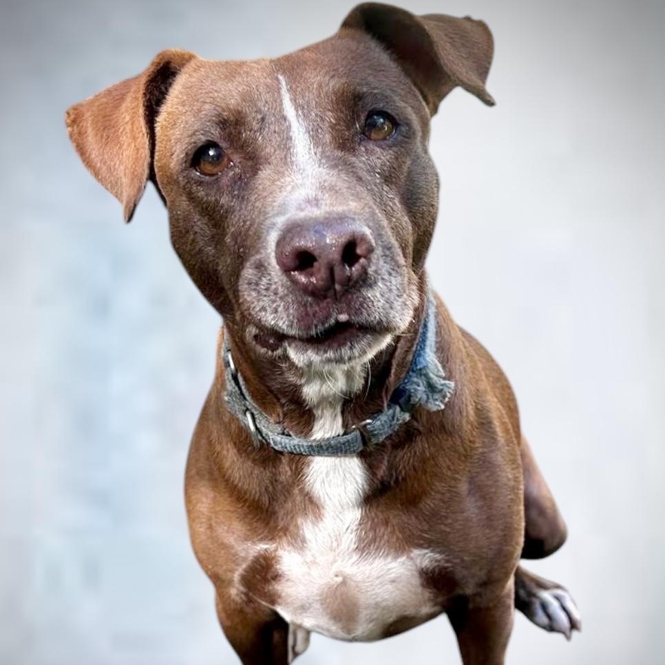 Chance, adoptable, Young Female Labrador Retriever & Chocolate Labrador Retriever.