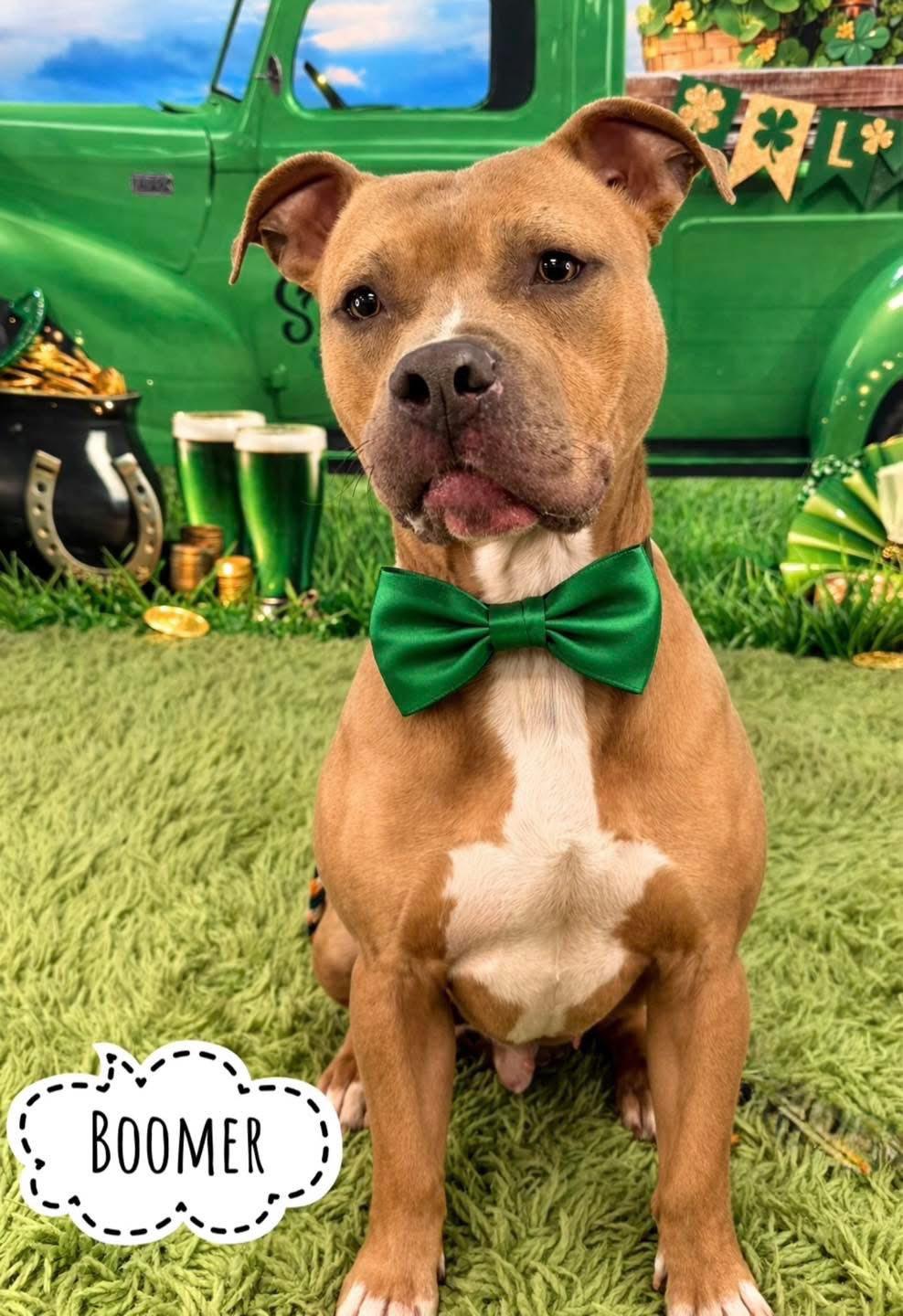 Enlarge Boomer, a ADOPTABLE Mixed Breed in Flint, MI image 1/1