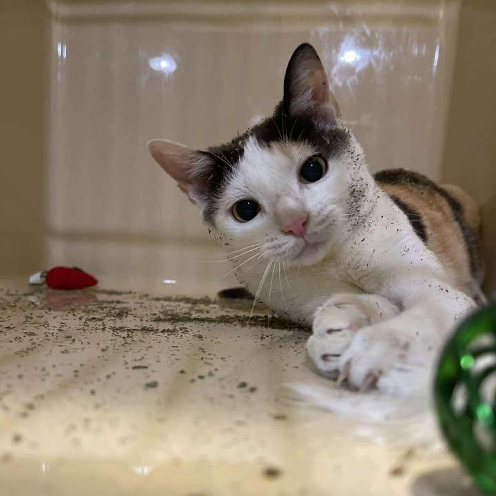 Fran, ADOPTABLE, Adult Female Domestic Short Hair.