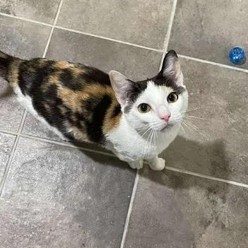Fran, a ADOPTABLE Domestic Short Hair in Winthrop, ME image 2/2