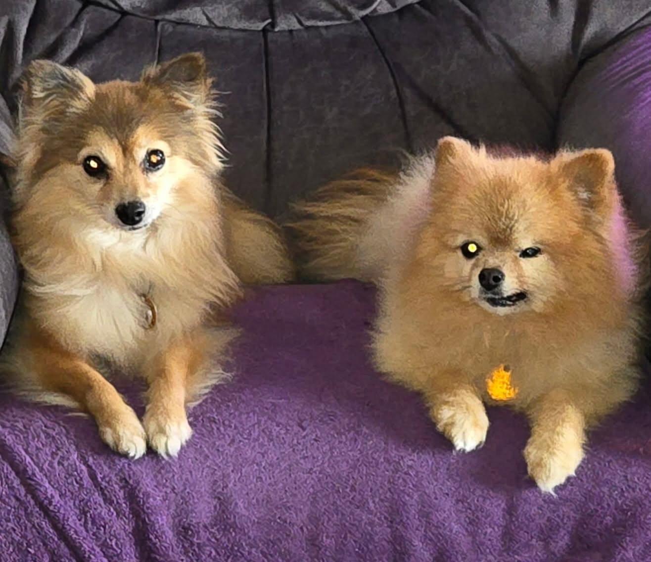 Enlarge Sioux, an adopted Pomeranian in Eureka, CA image 3/3