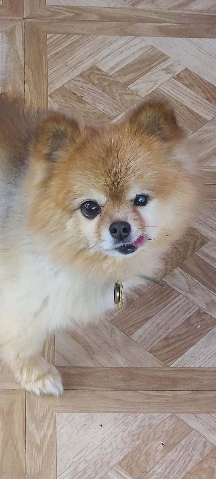 Enlarge Sioux, an adopted Pomeranian in Eureka, CA image 1/3