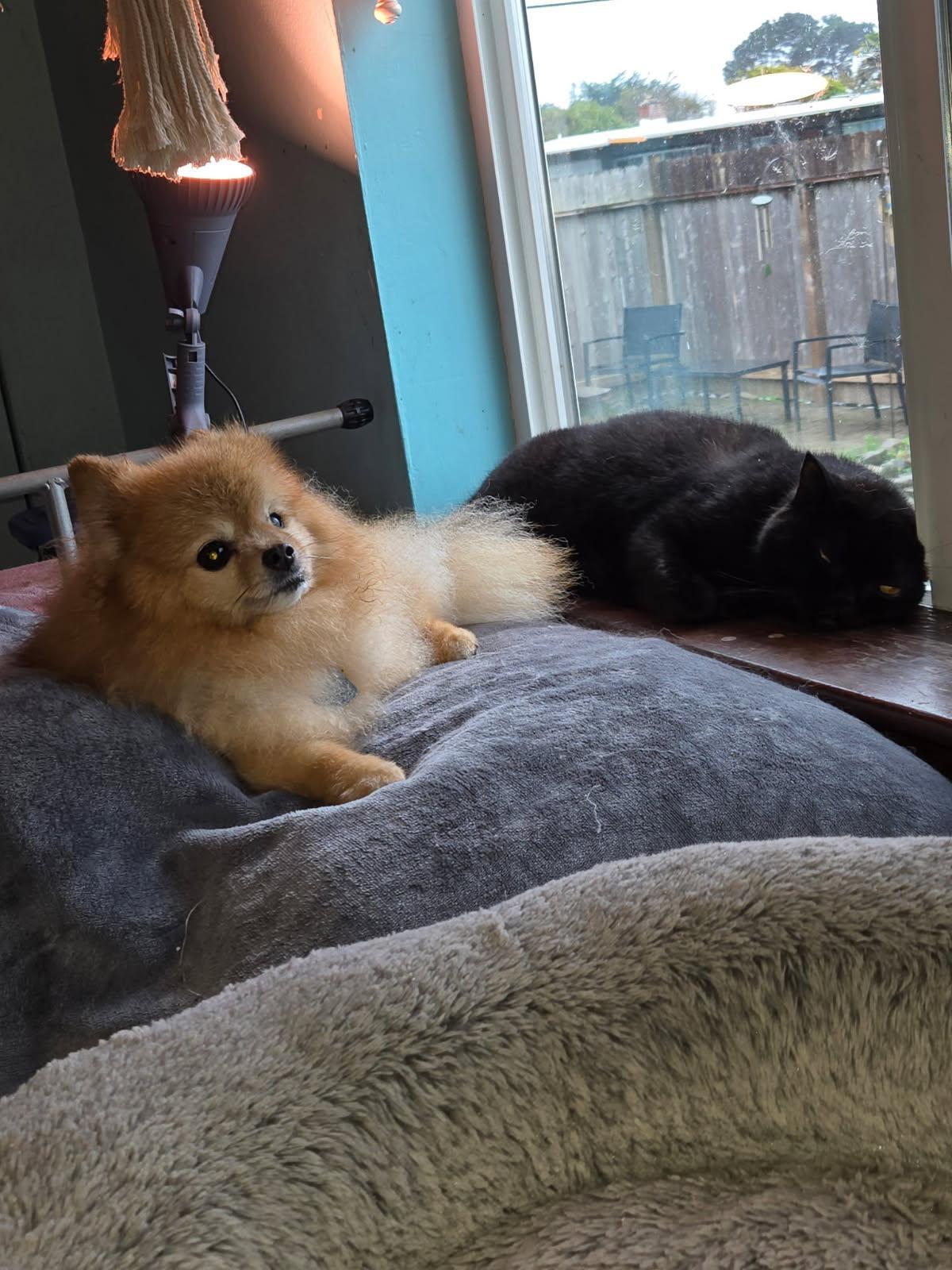 Enlarge Sioux, an adopted Pomeranian in Eureka, CA image 2/3