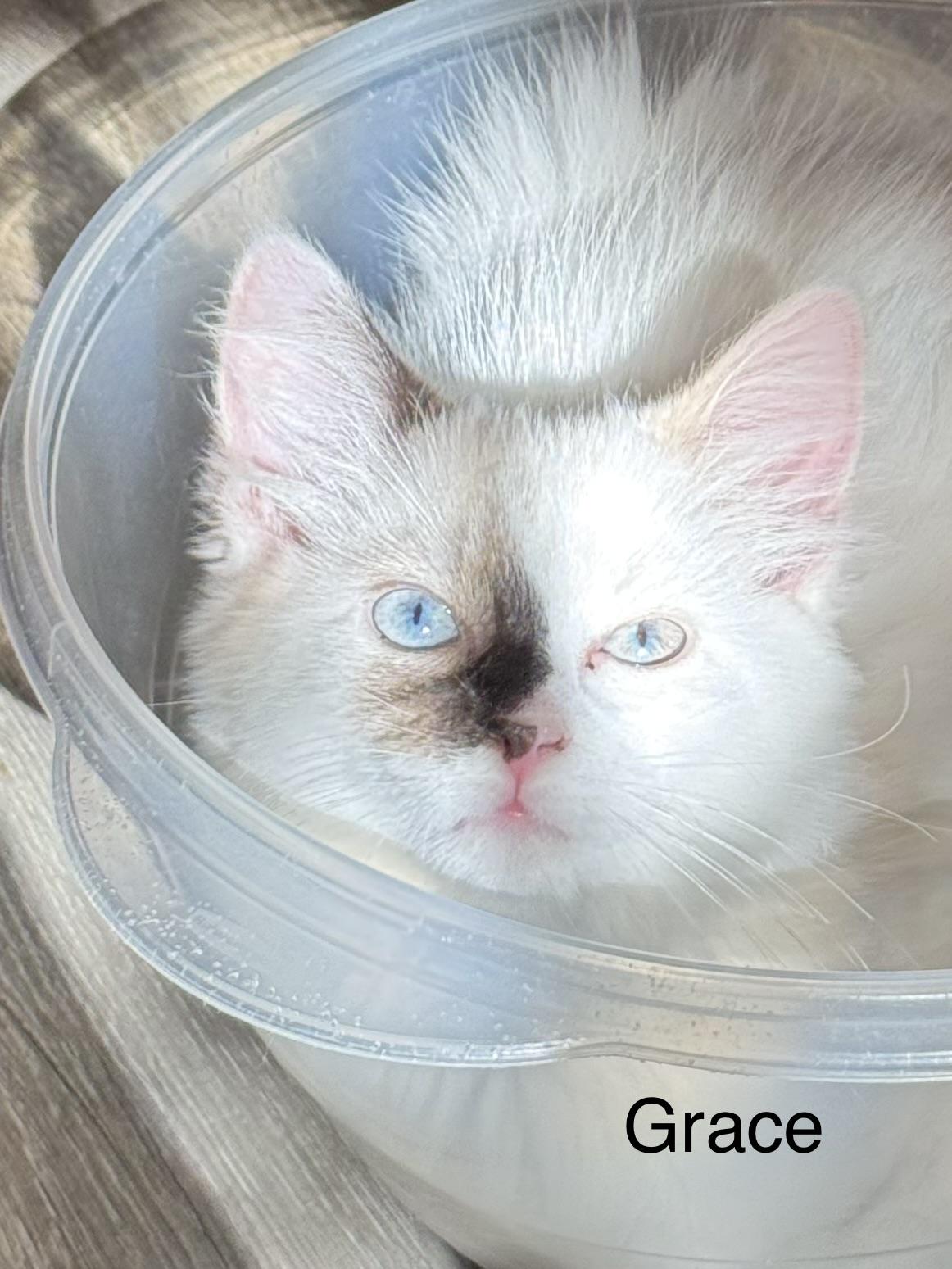 Enlarge Grace, a ADOPTABLE Domestic Medium Hair in Frederick, MD image 1/1