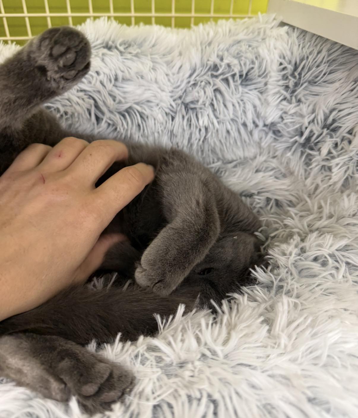 Enlarge Rudy , an adopted Domestic Short Hair in Old Bridge, NJ image 2/3