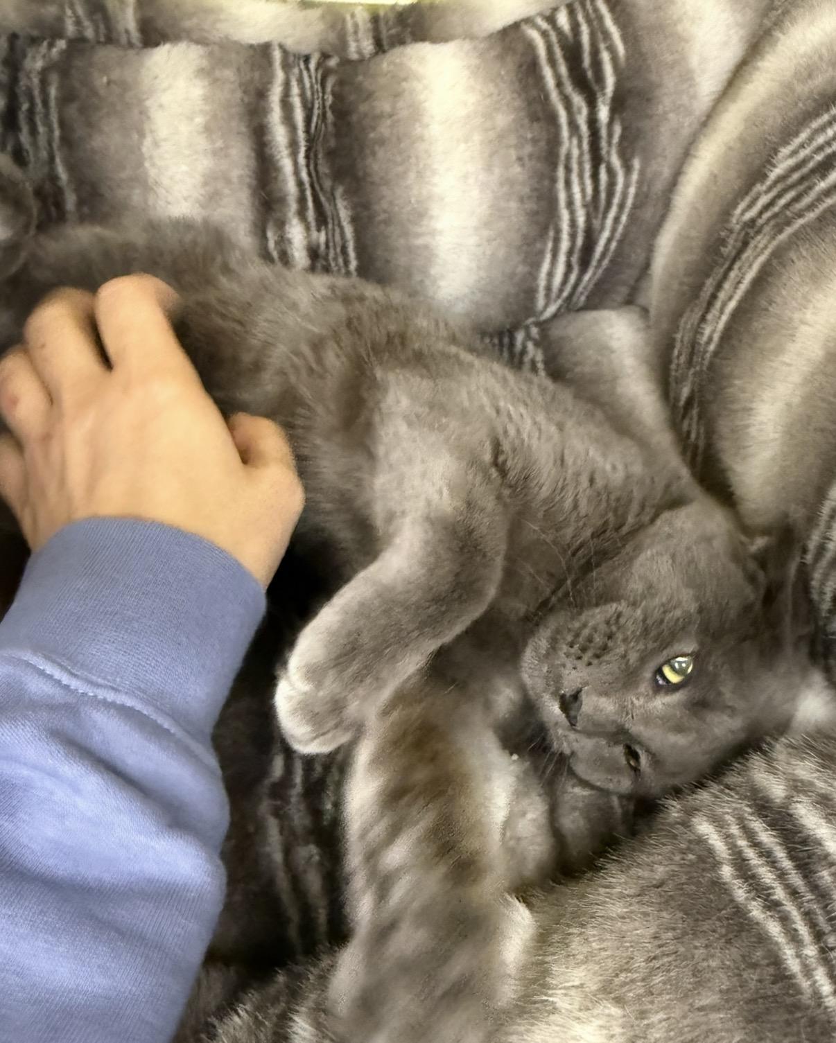 Enlarge Rudy , an adopted Domestic Short Hair in Old Bridge, NJ image 3/3