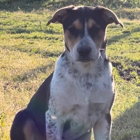 Avatar Aang, Adoptable, Young Male Australian Cattle Dog / Blue Heeler & Foxhound.