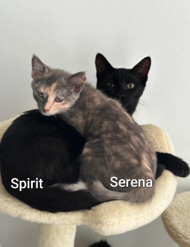 Enlarge Spirit *Adopted*, a Adopted mixed breed in San Pedro, CA image 1/1