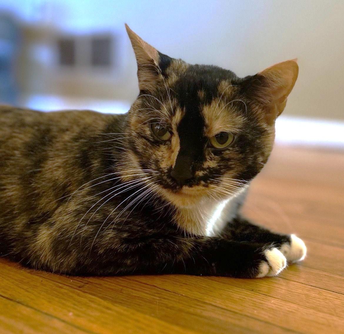 Callie, a Adoptable Domestic Short Hair in Piscataway, NJ image 2/2