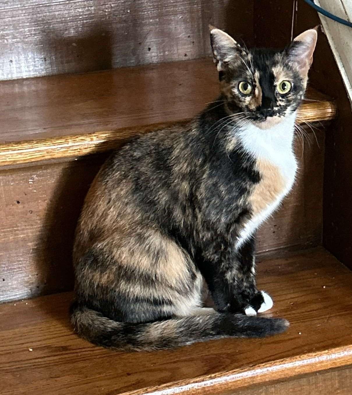 Callie, Adoptable, Adult Female Domestic Short Hair.