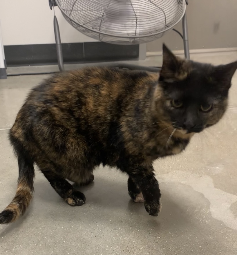 Cat for adoption Cleopatra , a Domestic Short Hair & Tortoiseshell