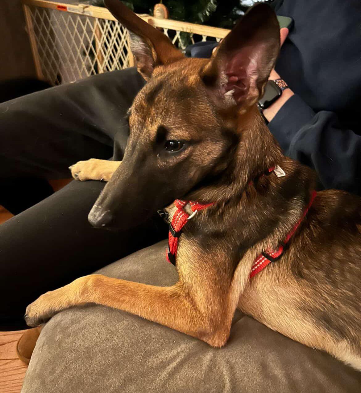 Enlarge Callie, a Adoptable mixed breed in Pawtucket, RI image 3/6