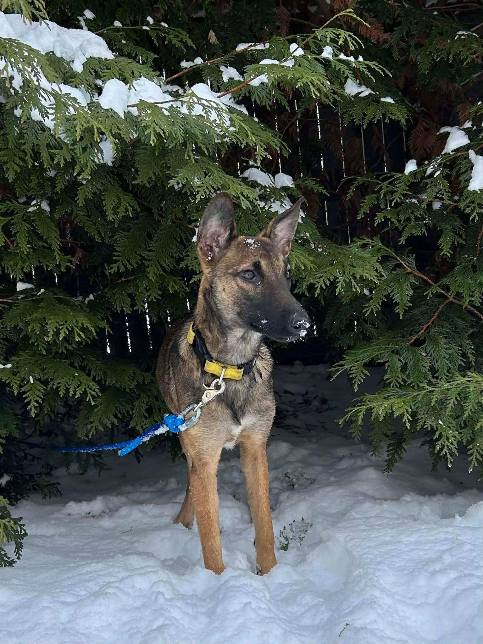 Enlarge Callie, a Adoptable mixed breed in Pawtucket, RI image 2/6