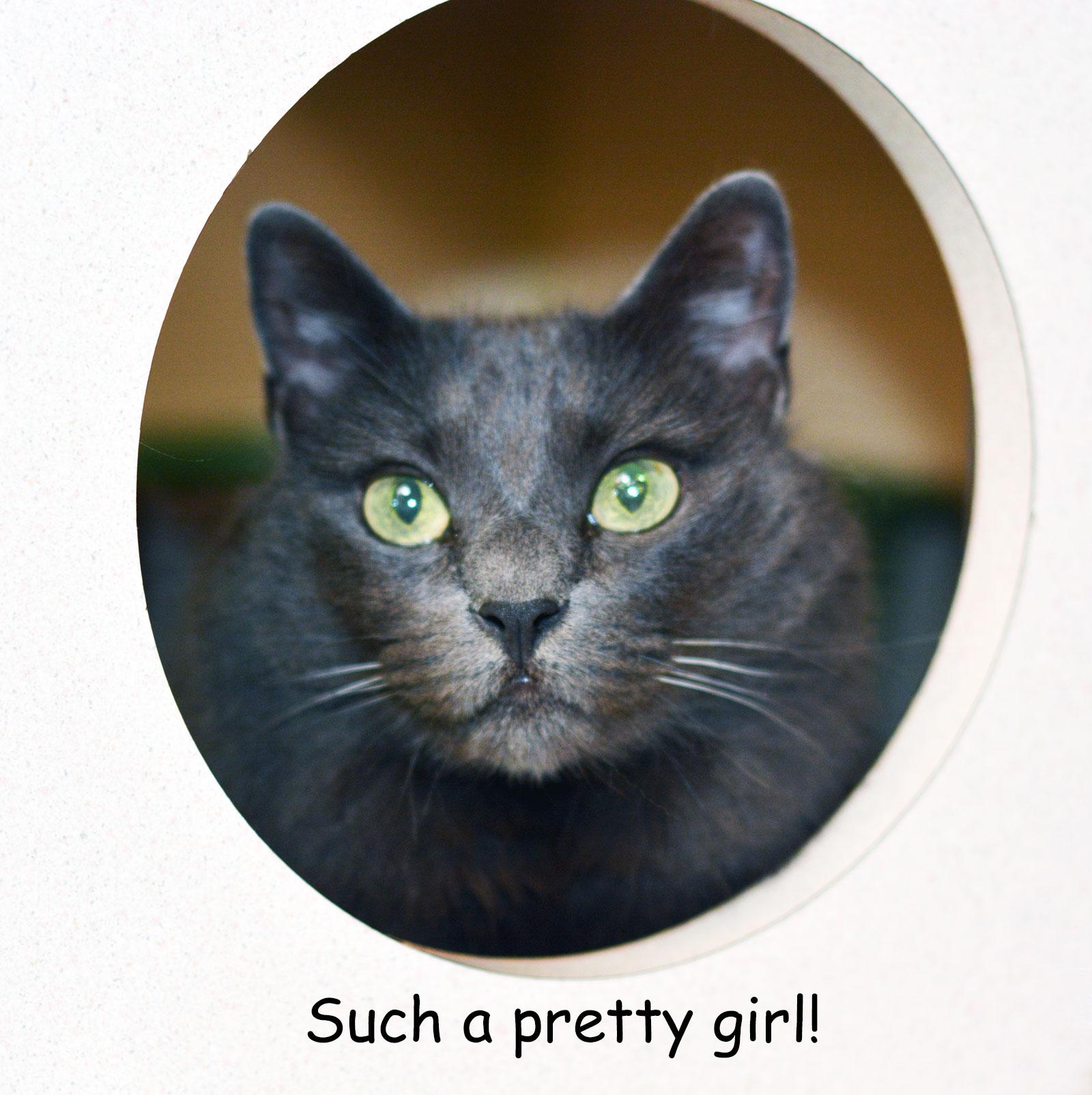 IZZY, a Adoptable Domestic Long Hair in San Clemente, CA image 2/3