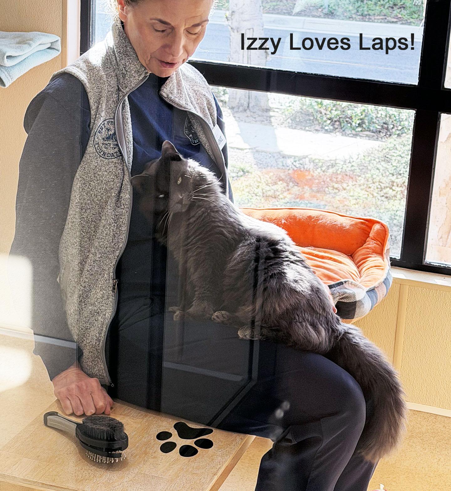 Enlarge IZZY - ADOPT ME FOR $14 THIS MONTH!, a Adoptable Domestic Long Hair in San Clemente, CA image 2/4