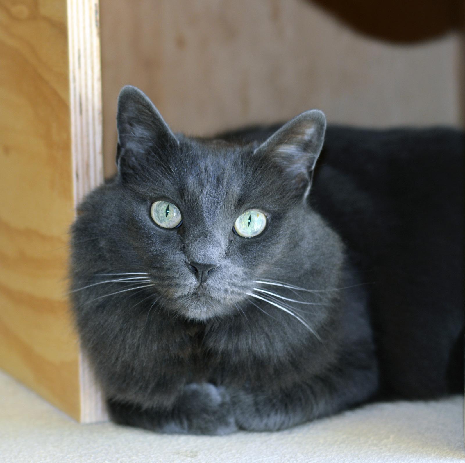 IZZY, a Adoptable Domestic Long Hair in San Clemente, CA image 1/3